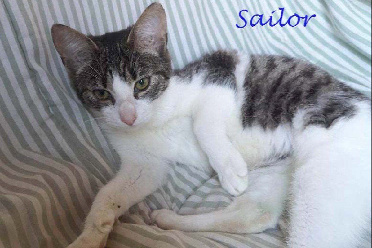 Sailor