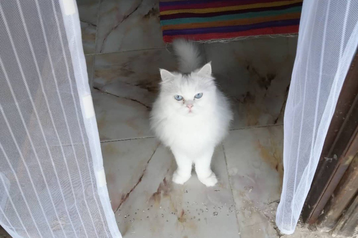 Whitey (Piepje)