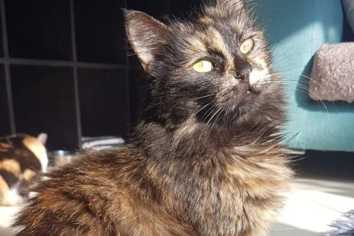 Skylie - Verhuisdieren.nl