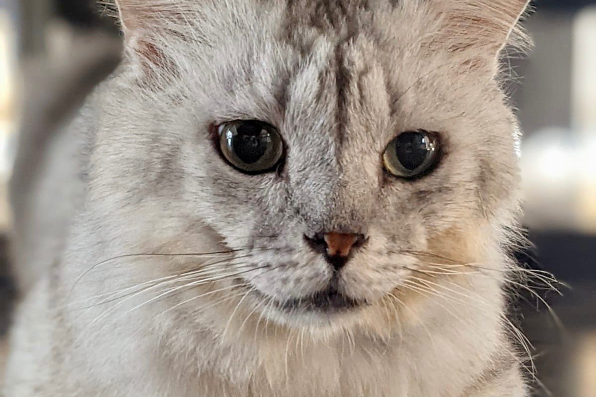 Fluffy
