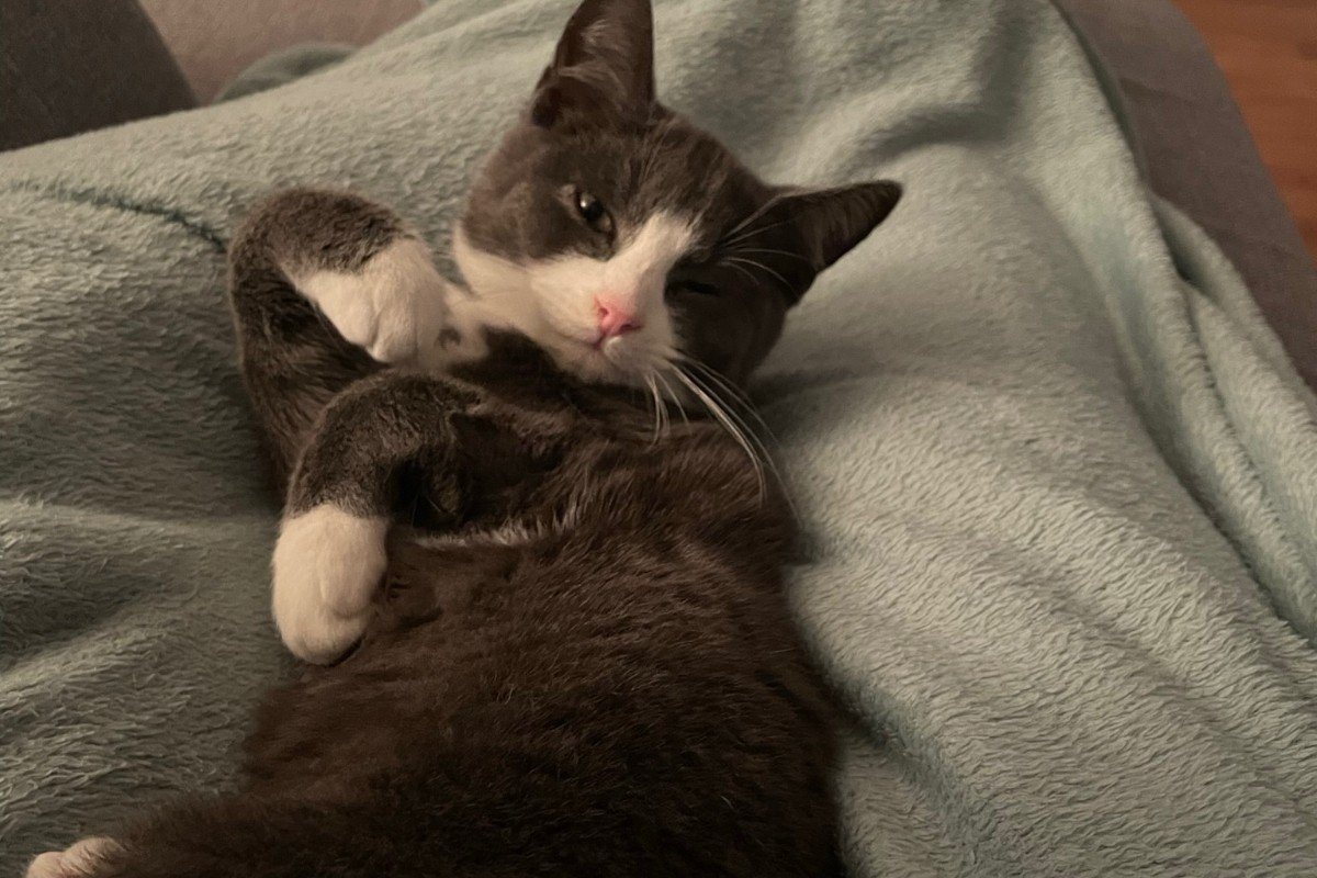 Muis