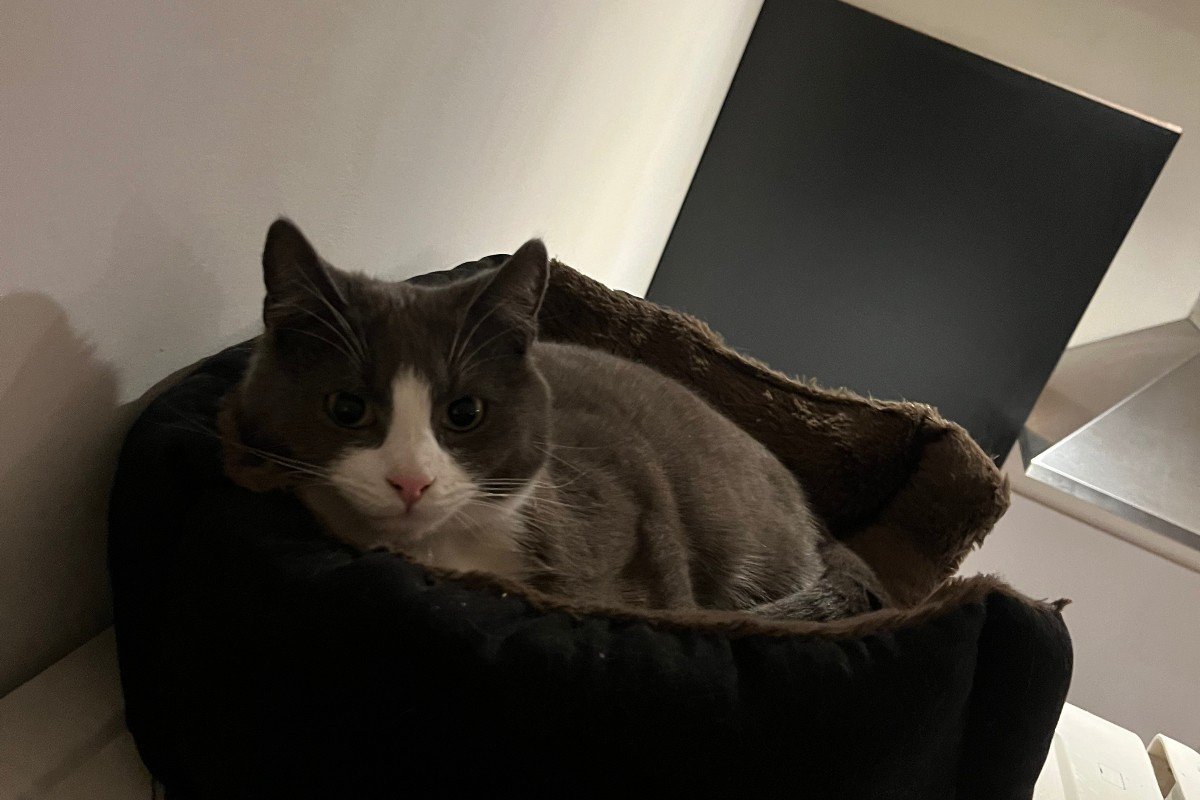 Muis