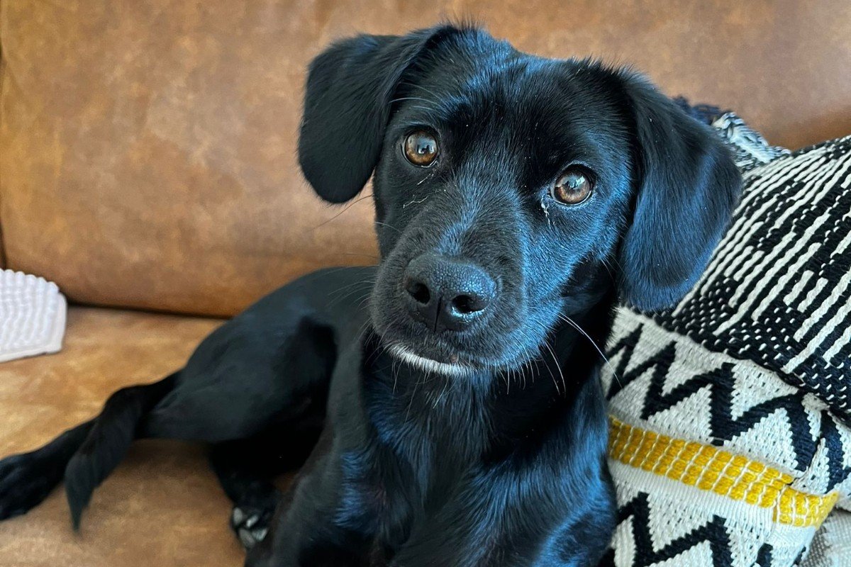 Nova
