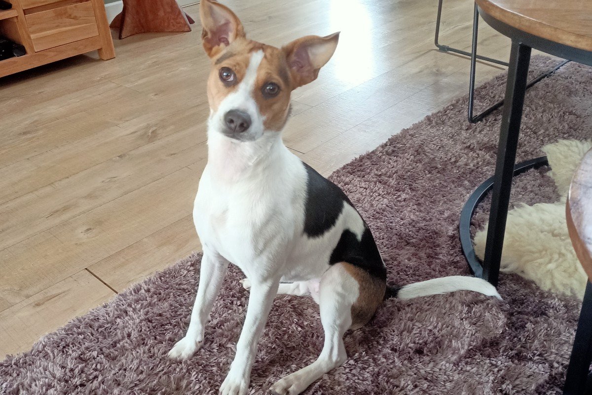 Floki