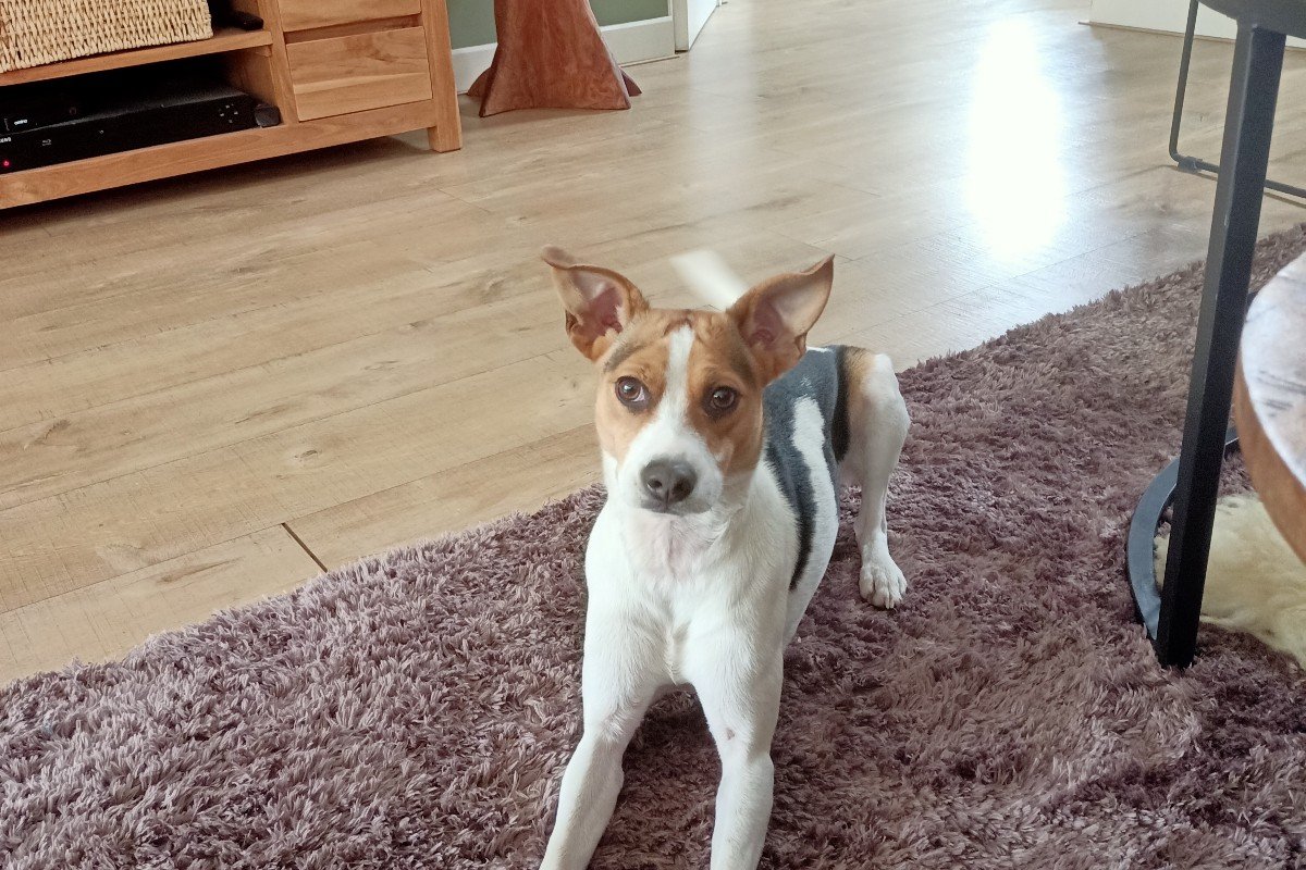 Floki