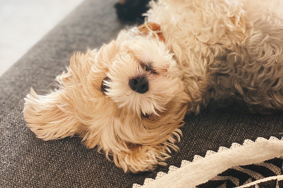 Mila