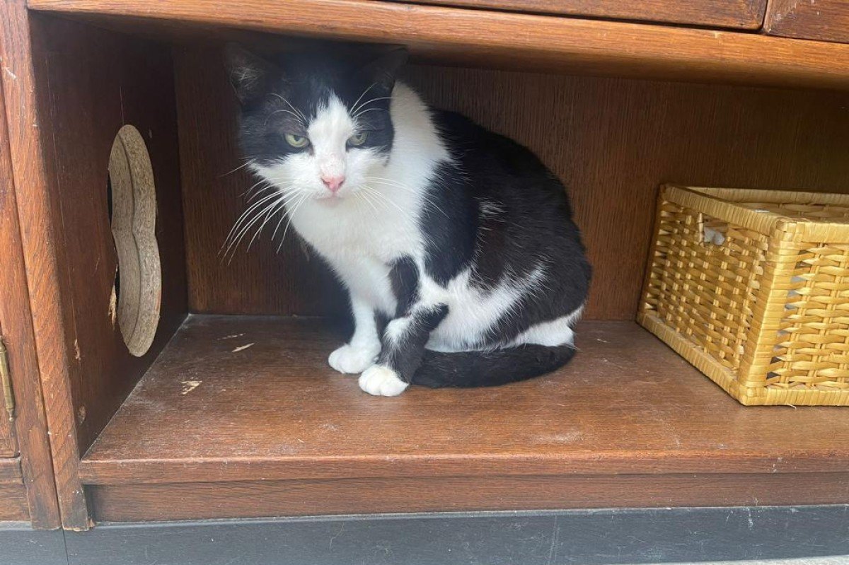 Figi (Figaro)