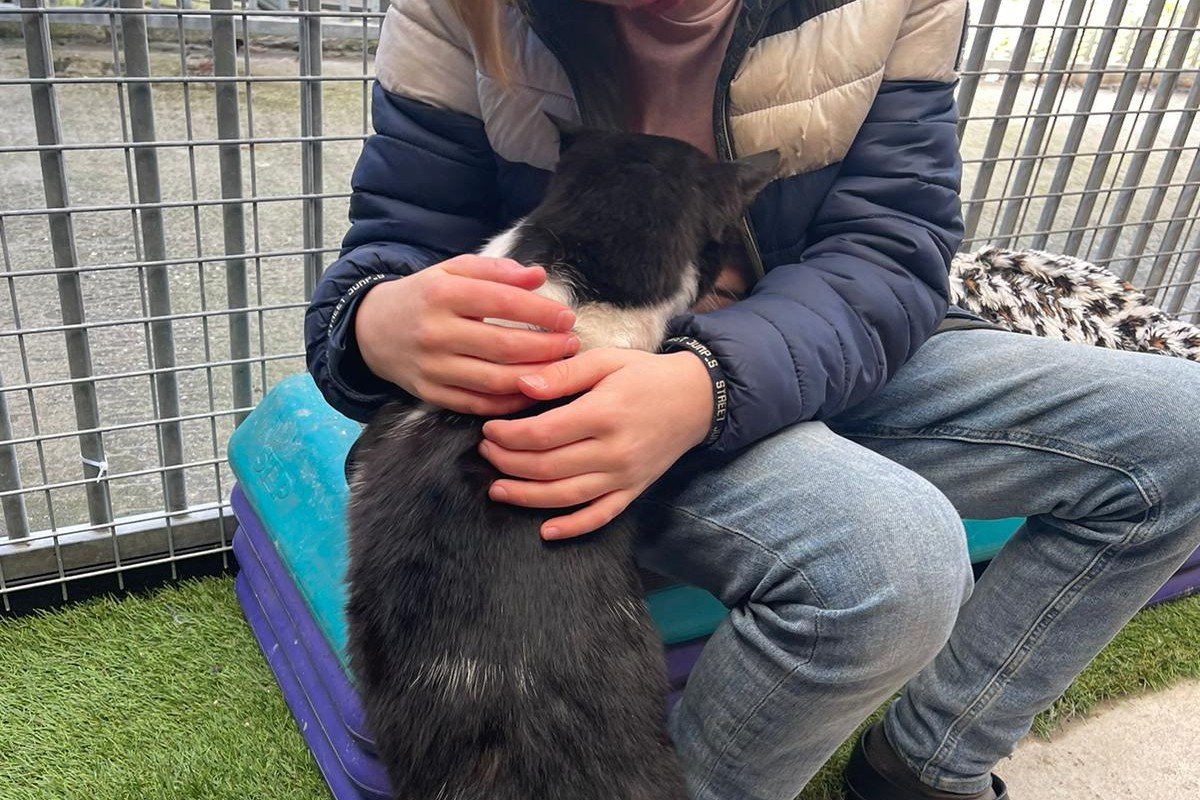 Figi (Figaro)