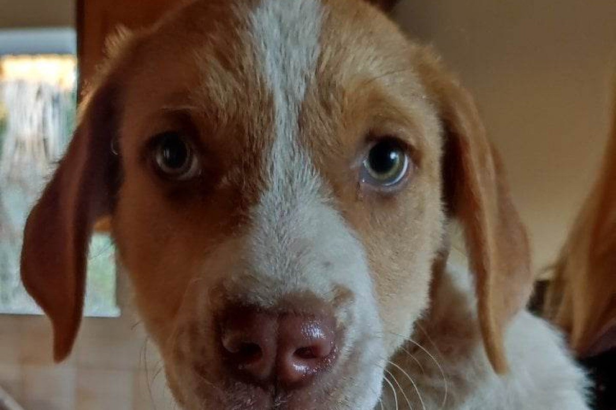 Basil