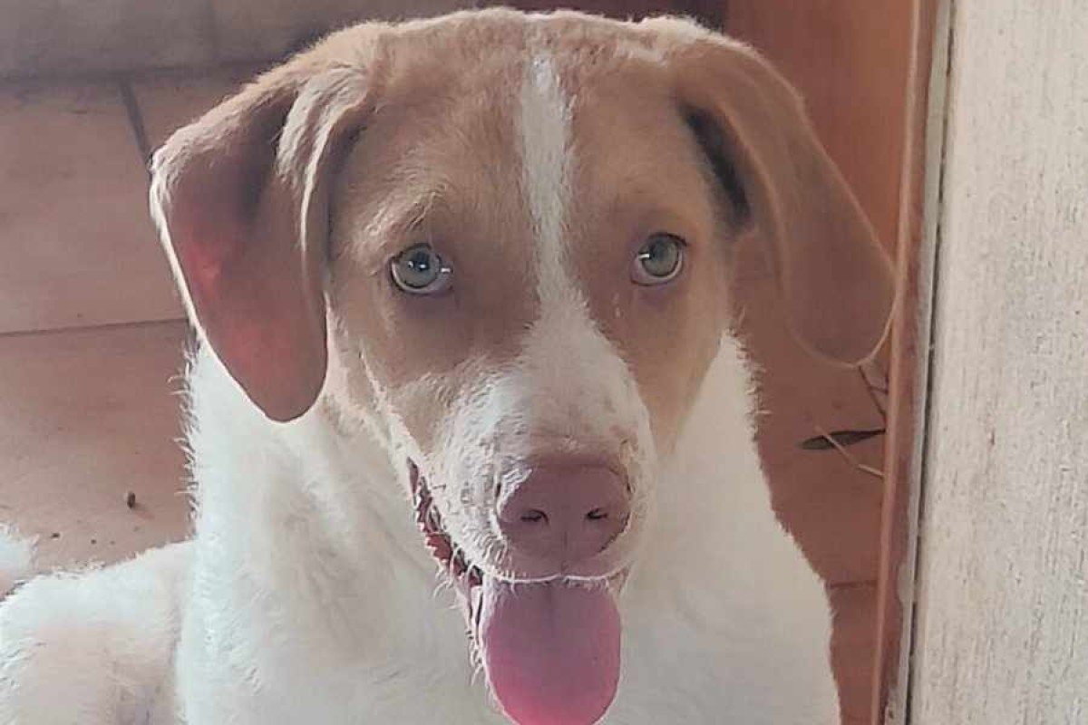 Basil