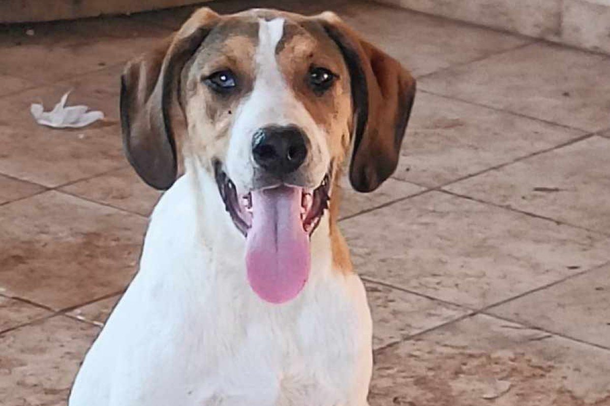 Pepper
