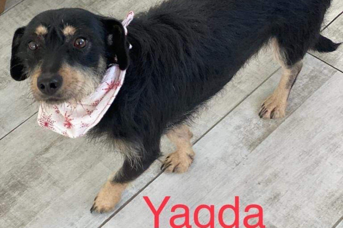 Yagda