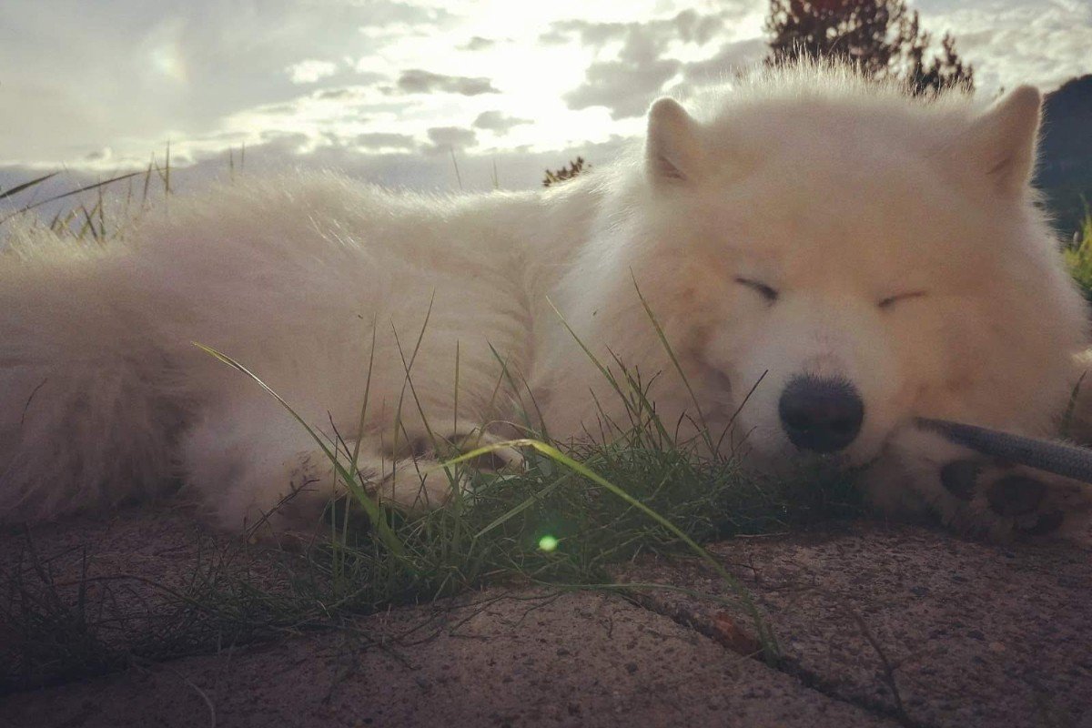 Koda