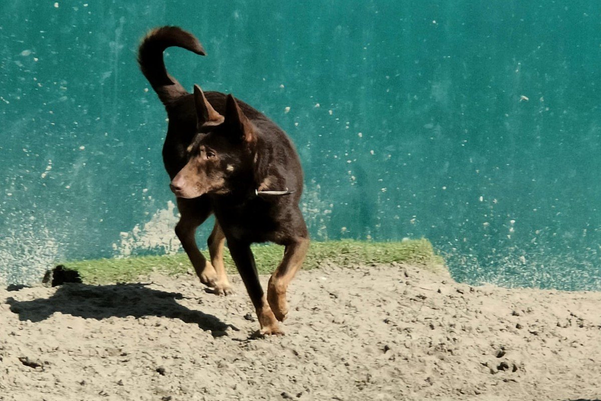 Choco