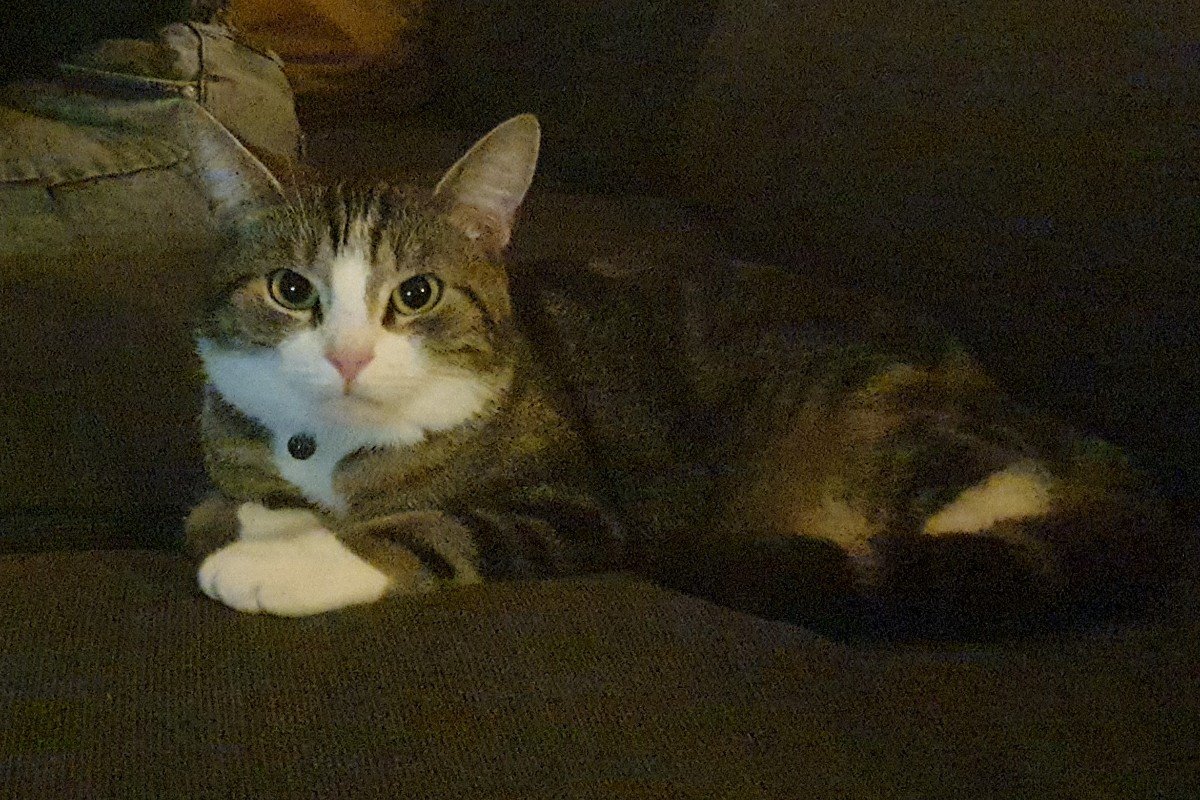 Tara