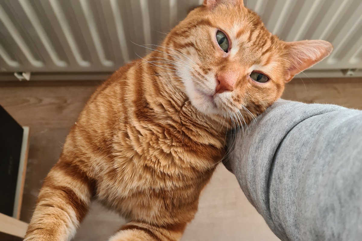 Opie