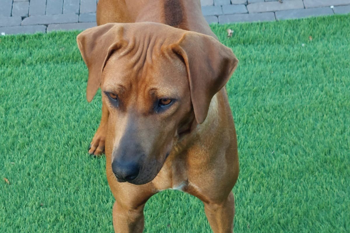 Nora