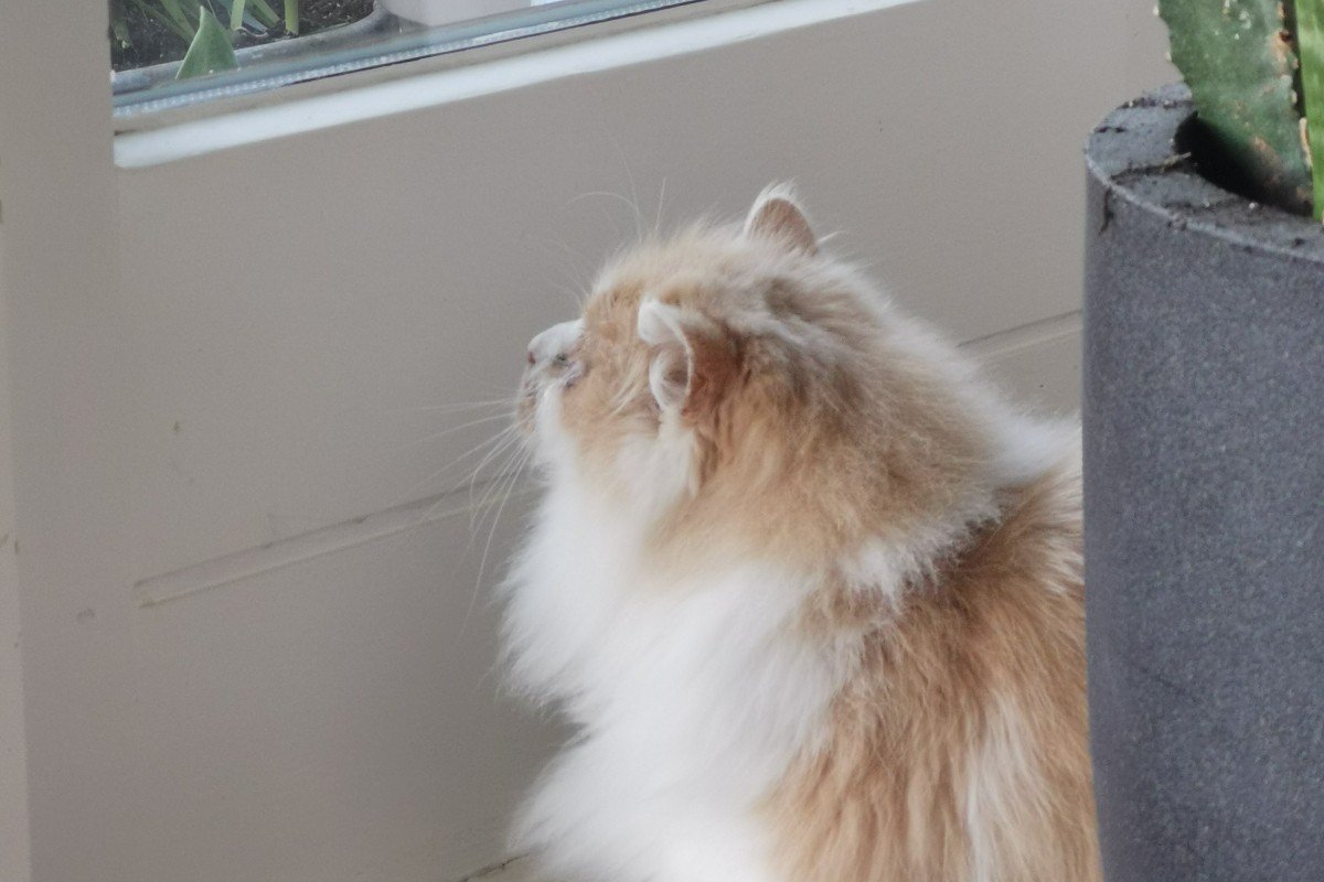 Mishka