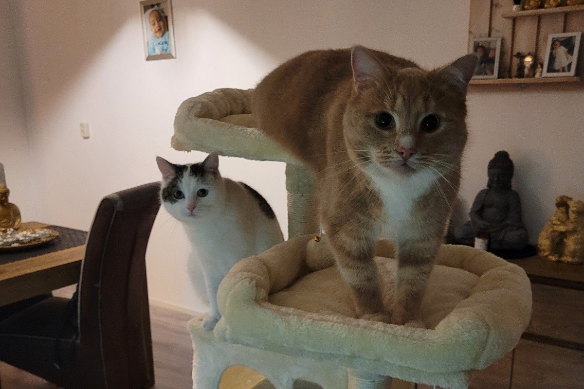 Simba