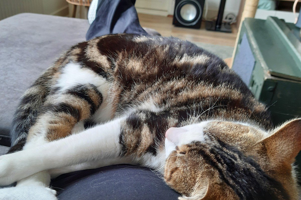 Pumba