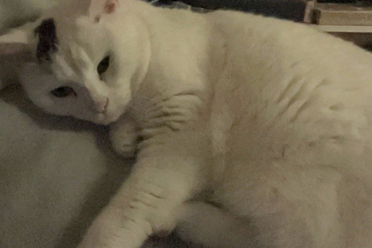 Mimi