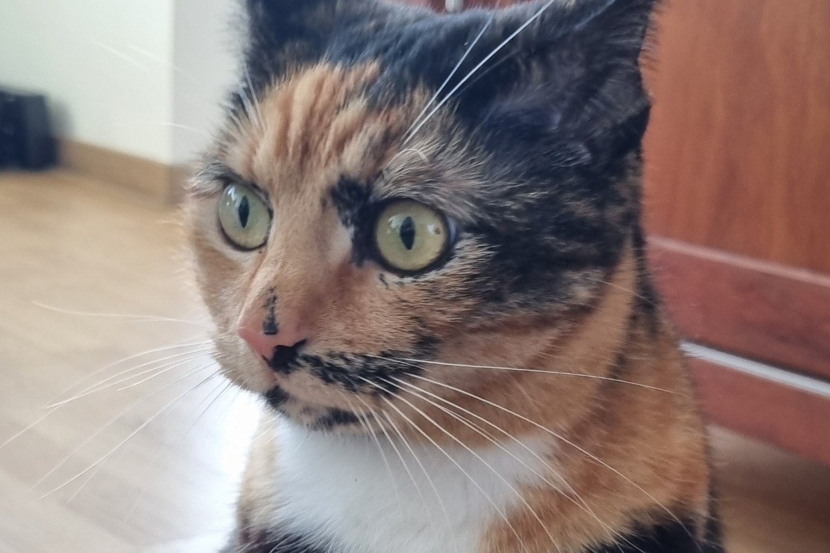 Obi
