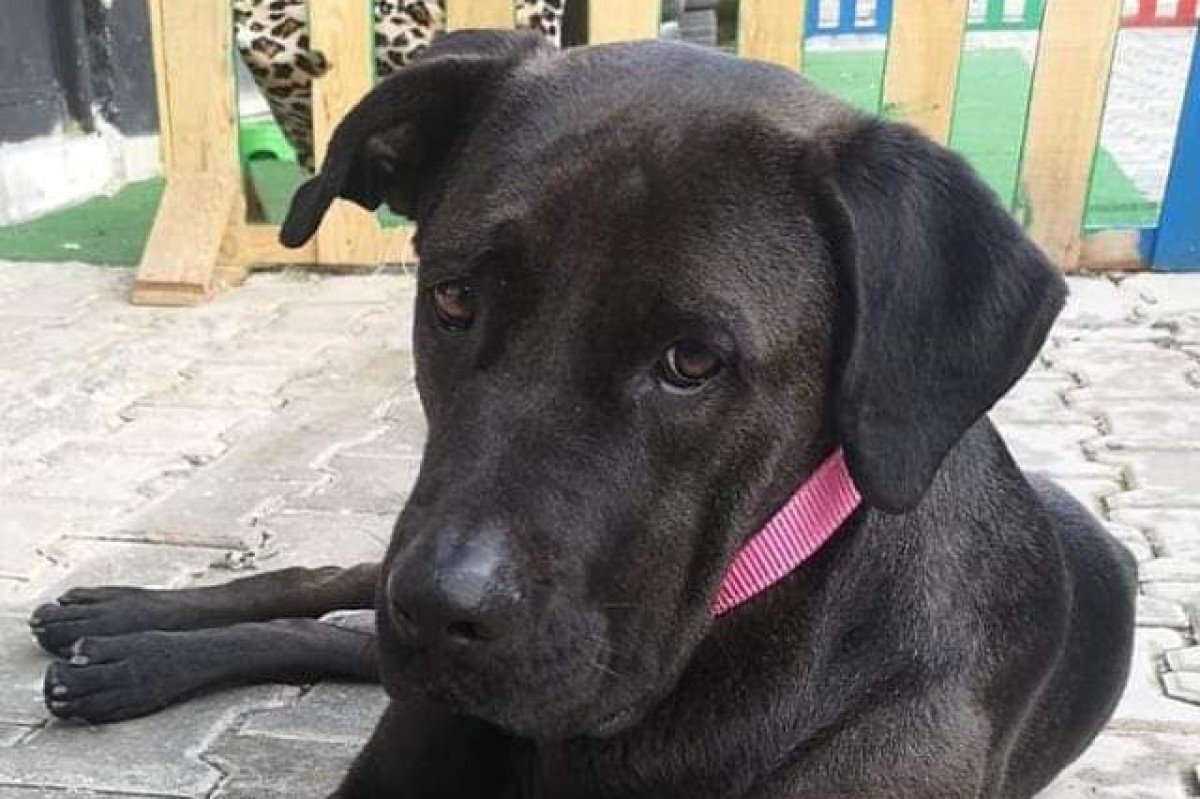 Rosie