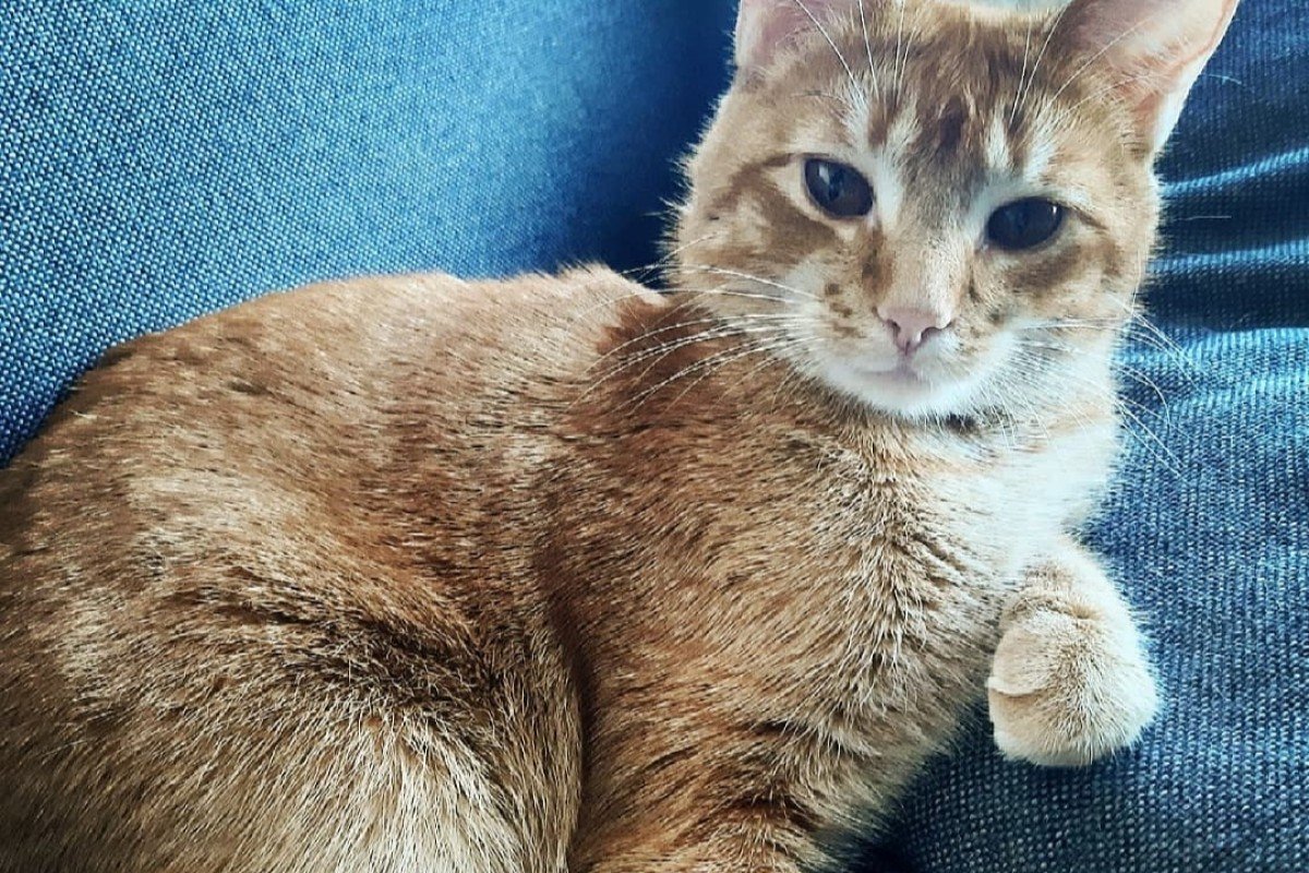 Simba