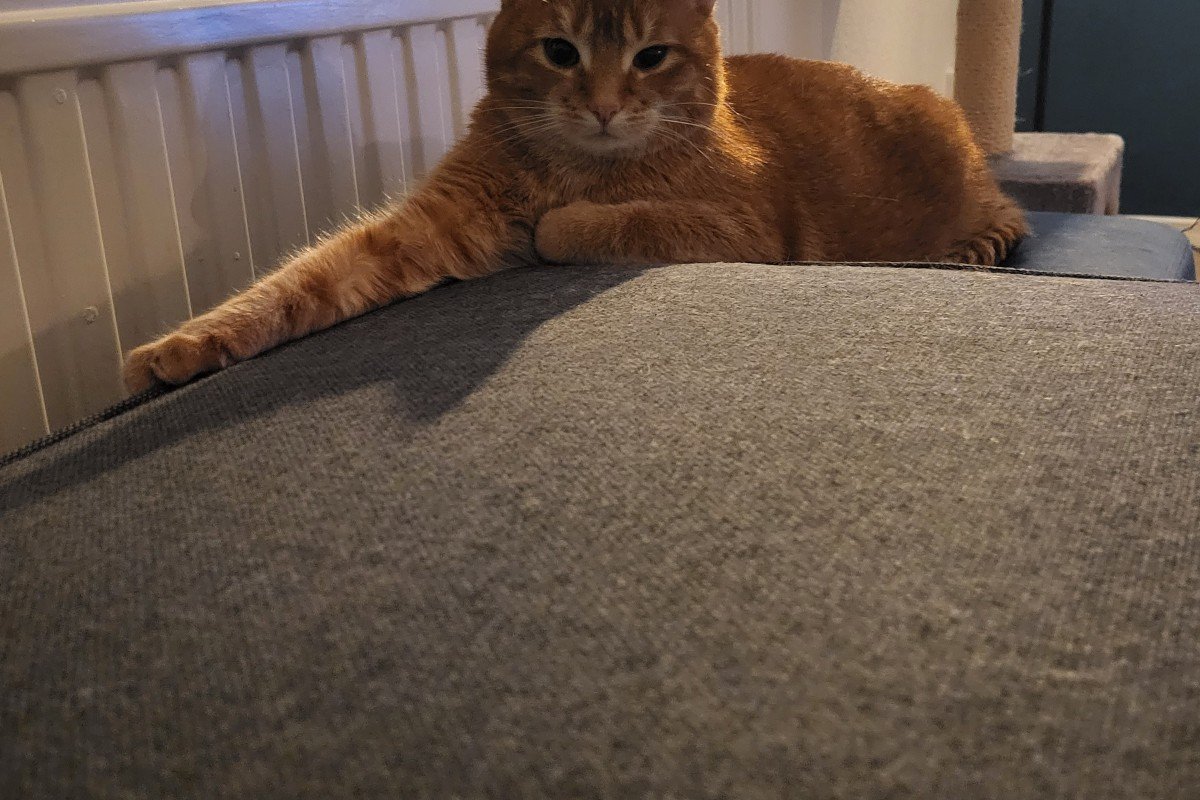 Simba