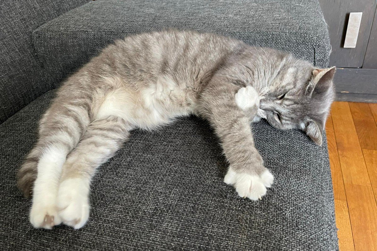 Lotje