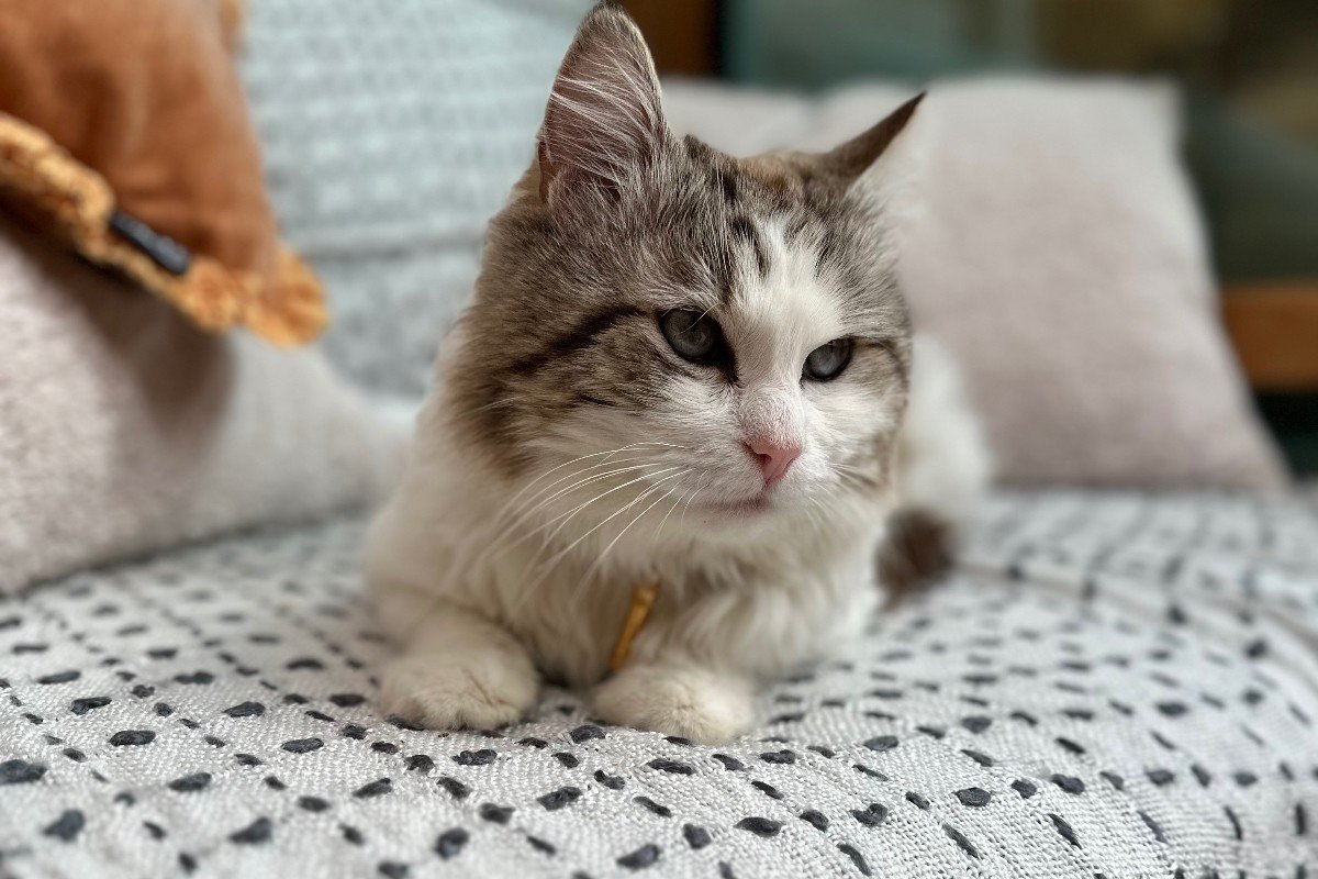 Oliver