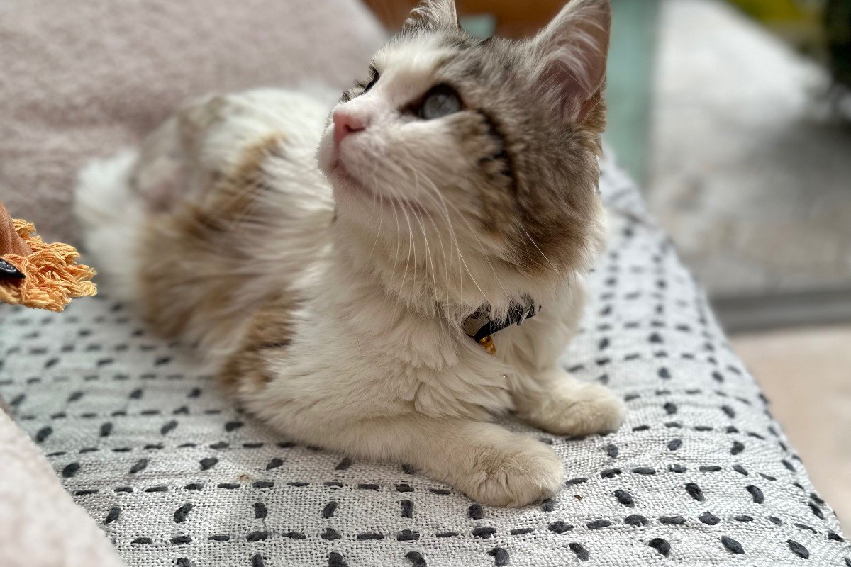 Oliver