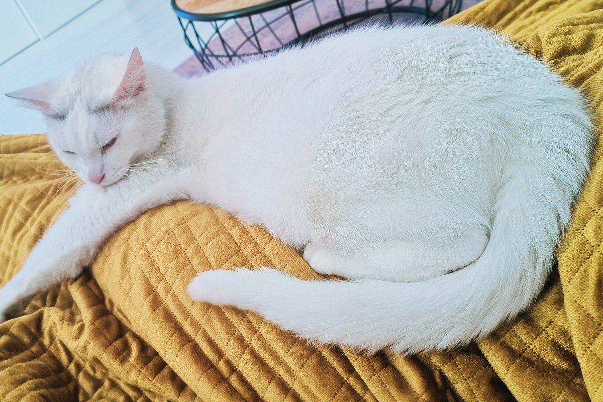 Otis