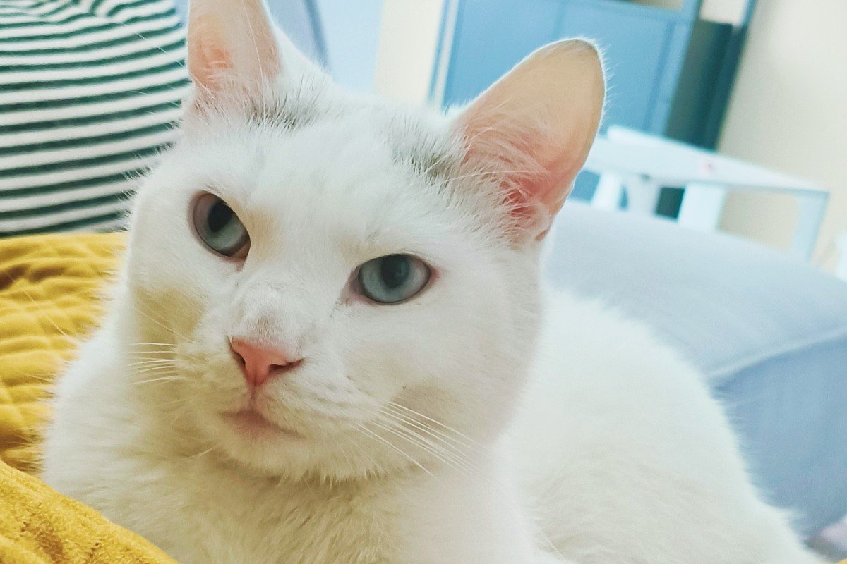 Otis