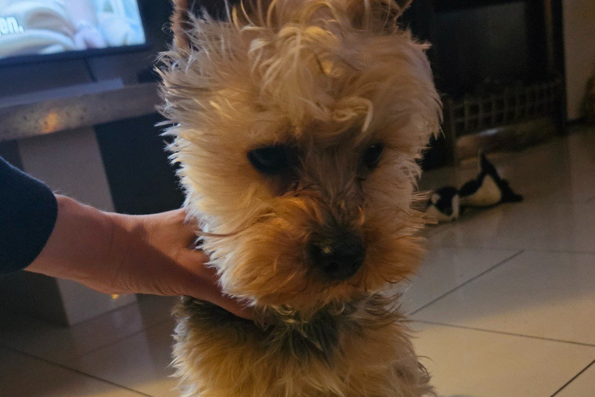 Bo
