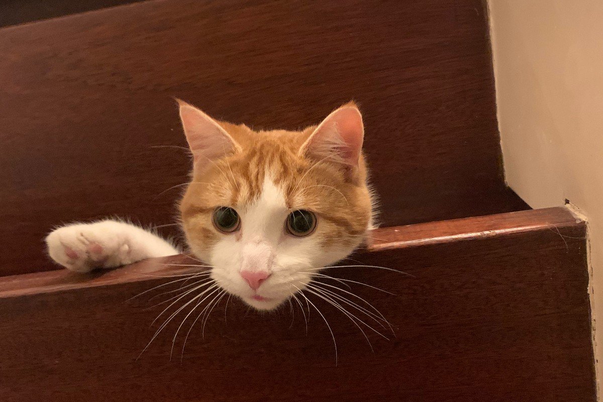 Pablo
