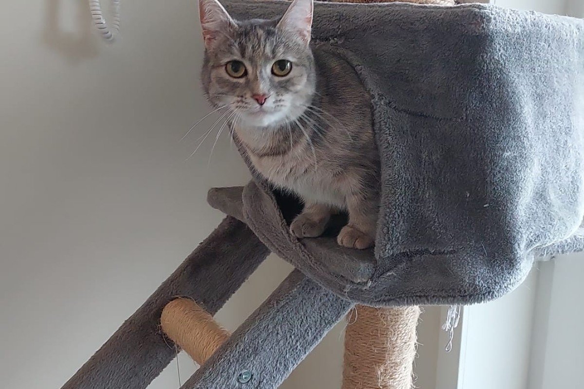 Niña