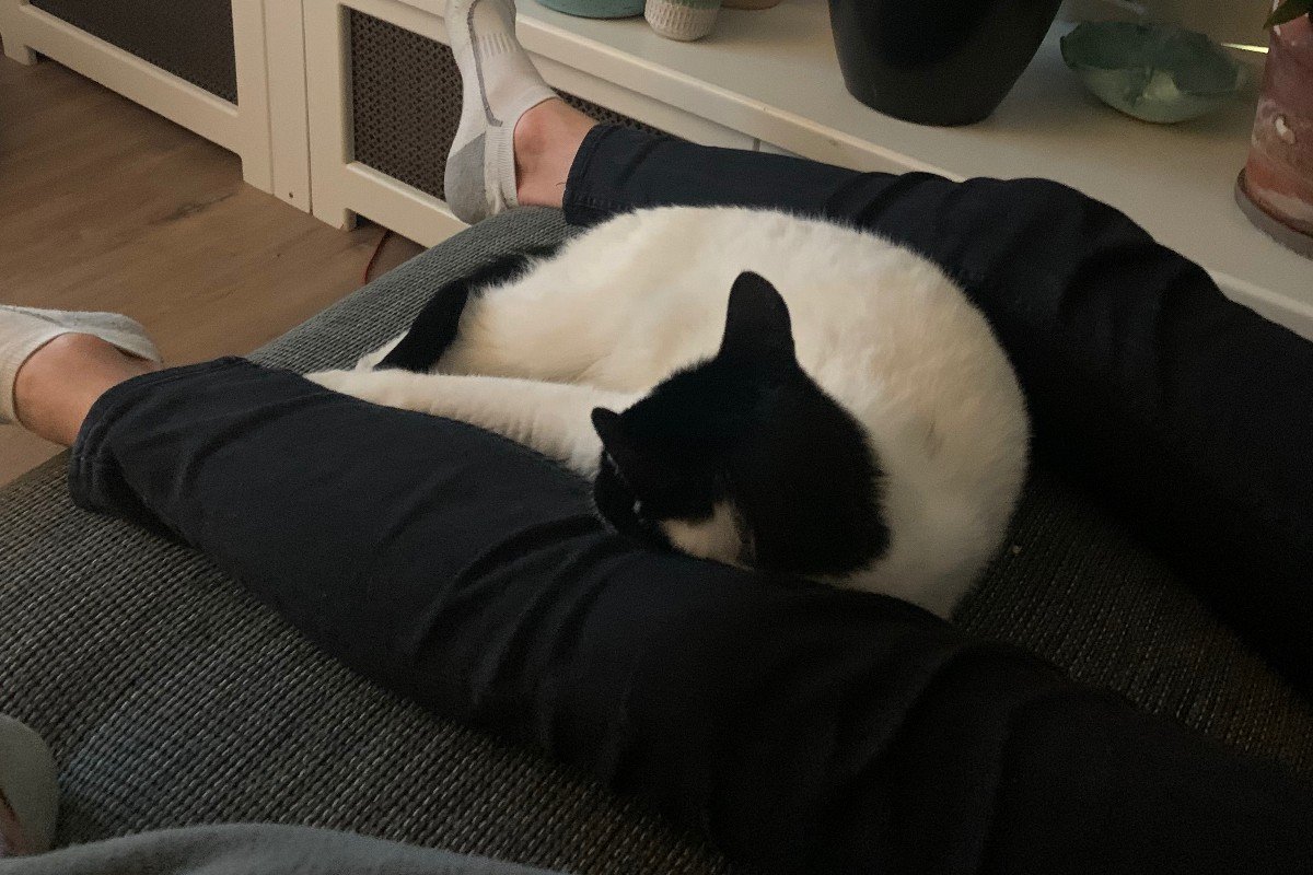 Sparrow (Captain Jack)