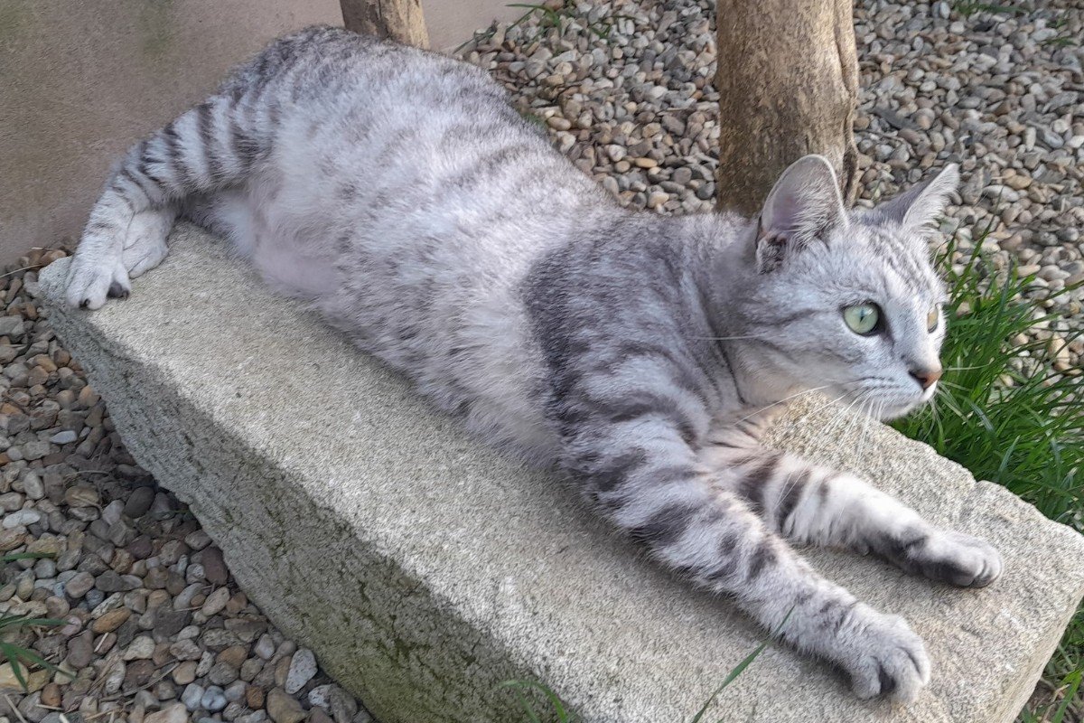 Bella