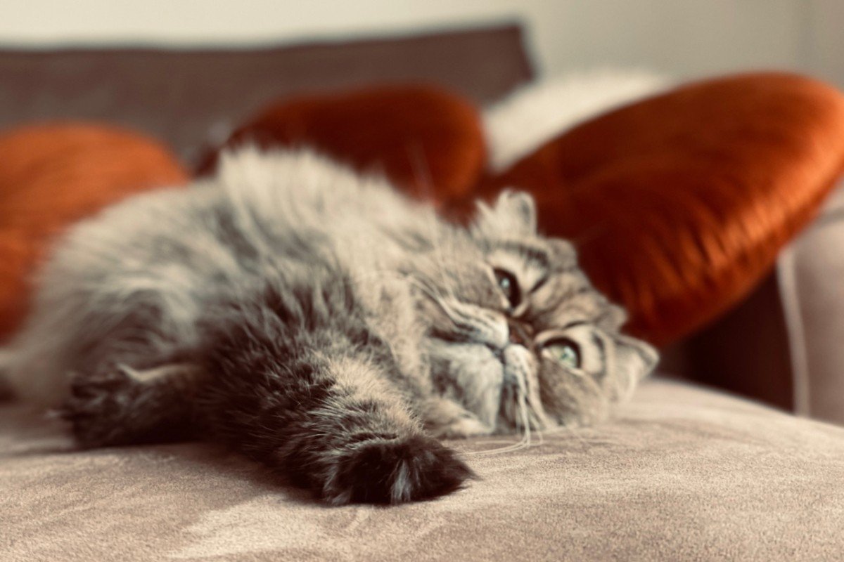 Mooshy