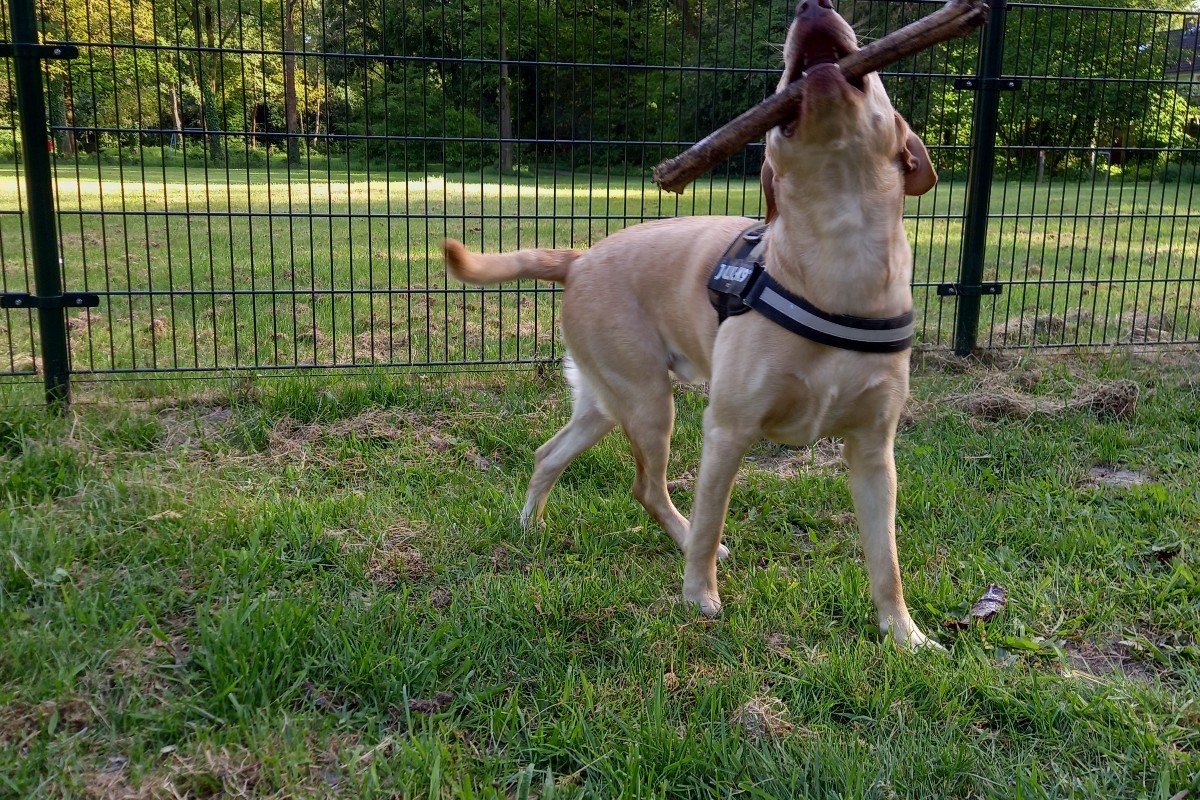 Simba