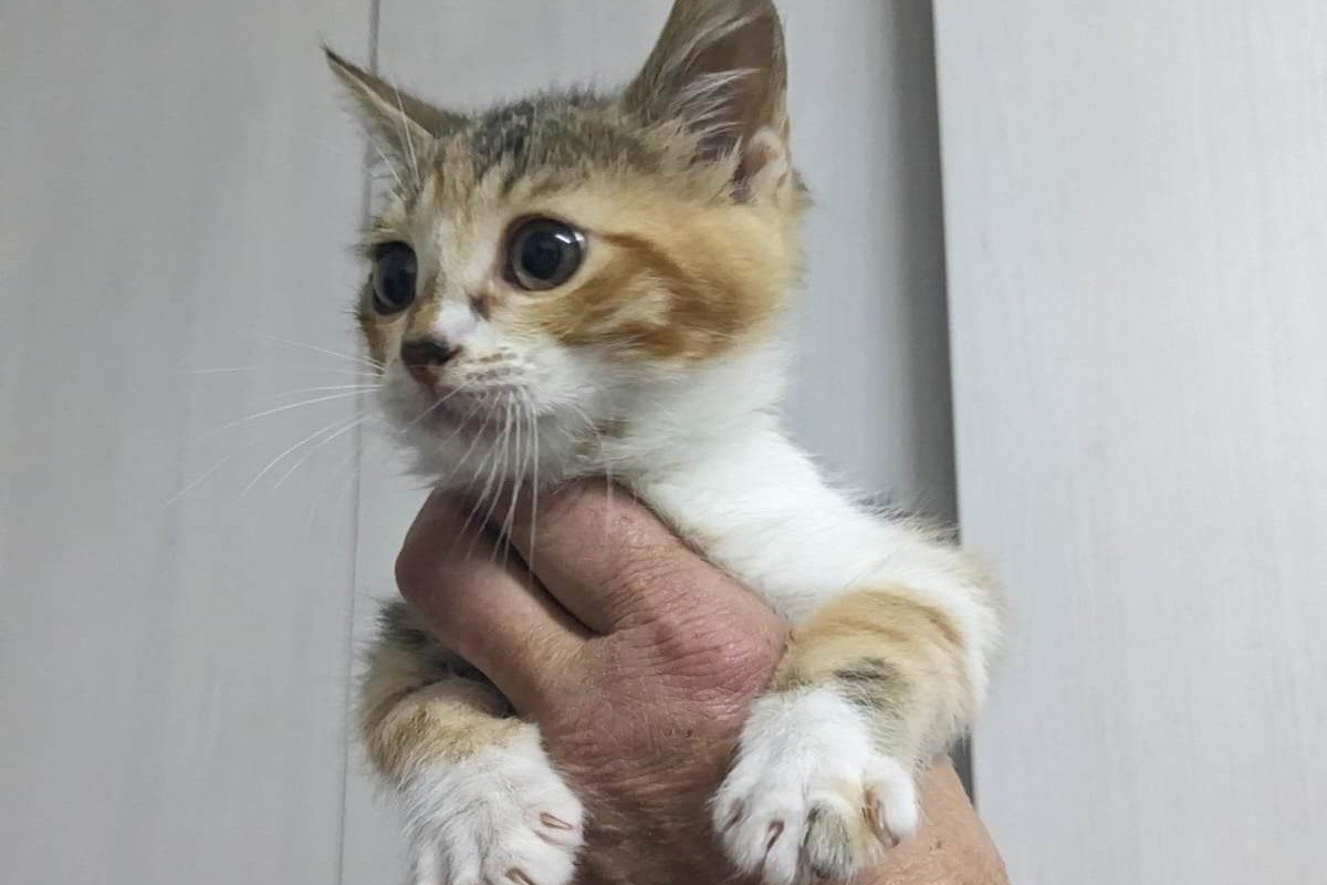Chulka