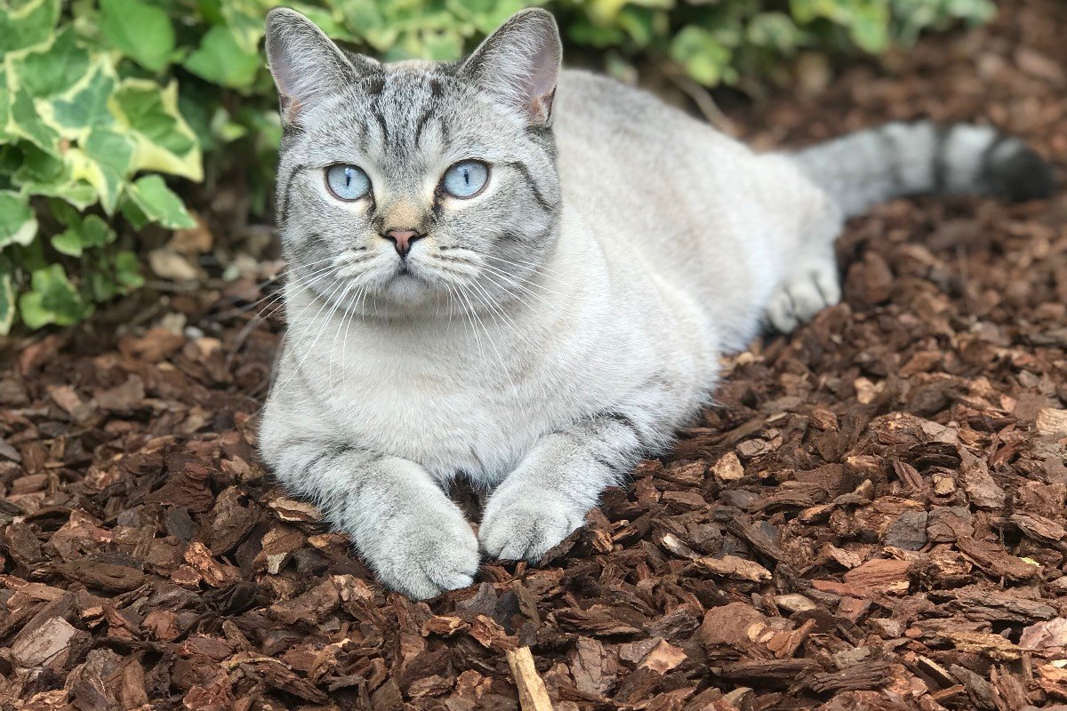 Pip