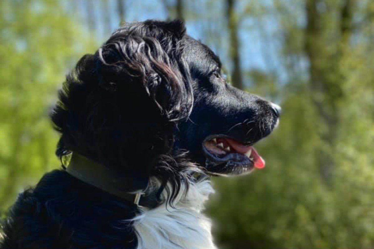 Oscar