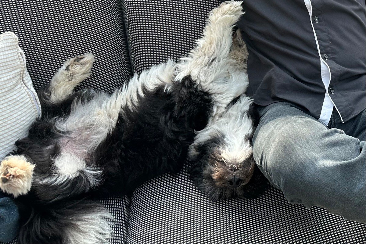 Ollie