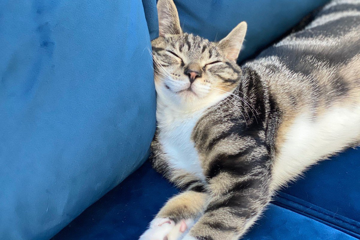 Simba