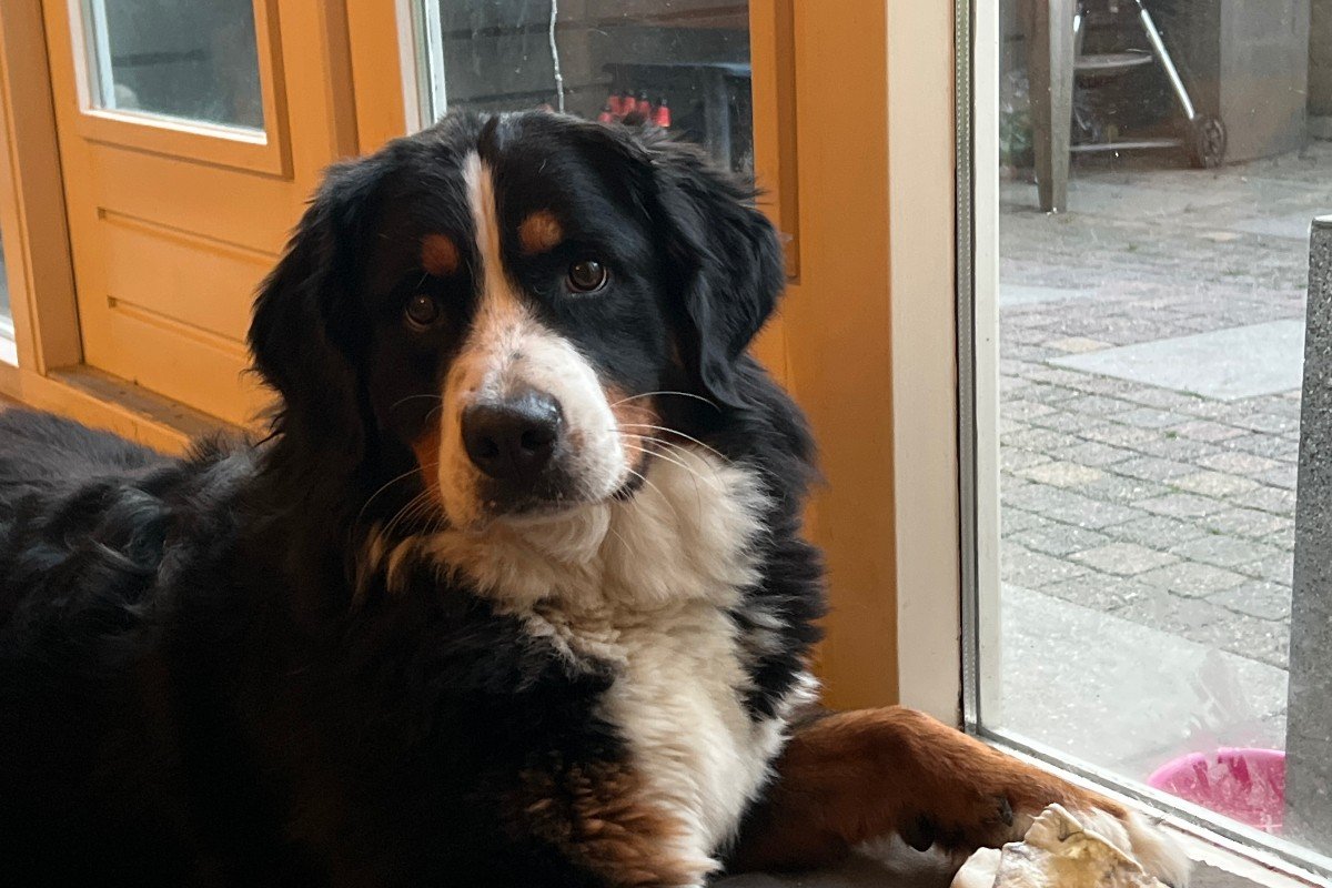Lieve