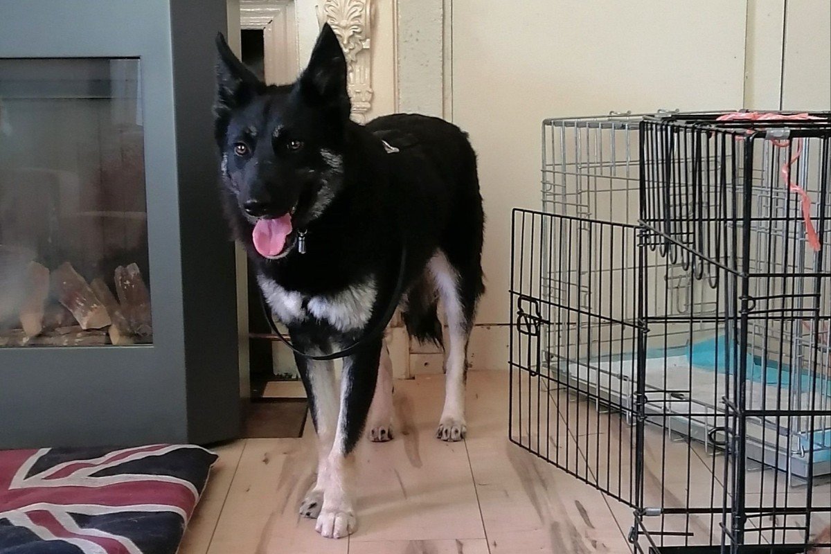 Shep
