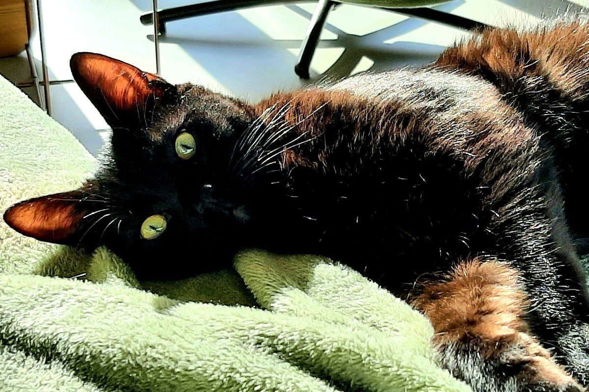 Morris