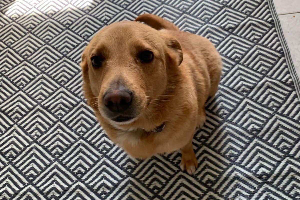 Daphne